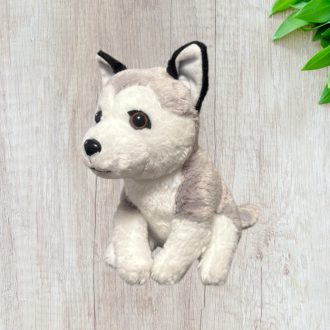 Husky kutya